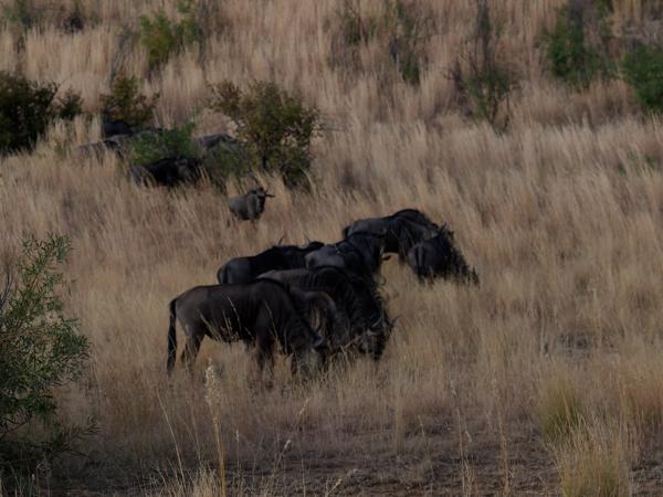 <h3><a href="/trips/safari/biota/animalia/chordata/mammalia/artiodactyla/bovidae/connochaetes taurinus/connochaetes taurinus-en.html">Connochaetes&nbsp;taurinus</a> / Blue&nbsp;wildebeest / Blauw&nbsp;wildebeest</h3>OM-1 with M.40-150mm F2.8 + MC-14, 1/640 sec at F4.5, ISO 200, distance 14.0&nbsp;m